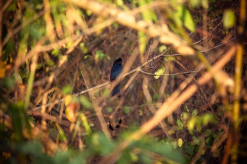Greater Racket-tailed Drongo