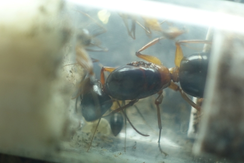 Camponotus festinus