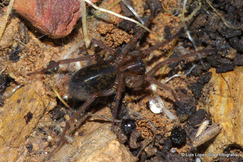 Eratigena feminea