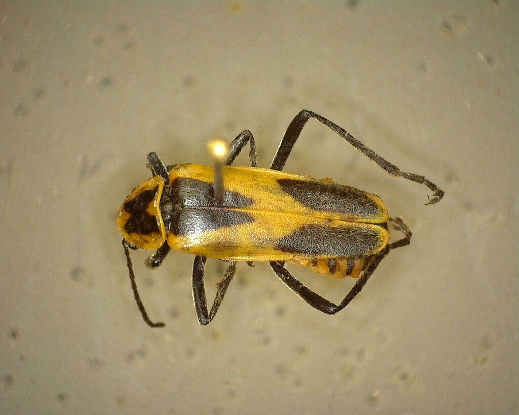 Texas Soldier Beetle from Kimble County, TX, USA on June 12, 2023 at 12