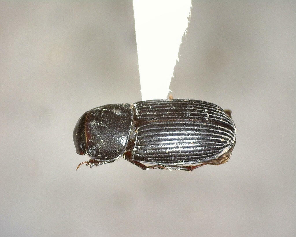 Ataenius from Kimble County, TX, USA on June 12, 2023 at 12:17 PM by ...