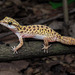 Kanchanaburi Spotted Bent-toed Gecko - Photo (c) Natthaphat Chotjuckdikul, all rights reserved, uploaded by Natthaphat Chotjuckdikul