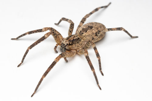 Mediterranean Spiny False Wolf Spider
