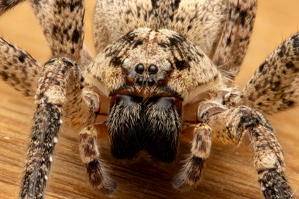 Mediterranean Spiny False Wolf Spider from Strandvej, 2100 Copenhagen ...