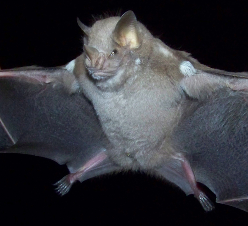 Cuban Fig-eating Bat (Phyllops falcatus) — Least Concern Mammalia
