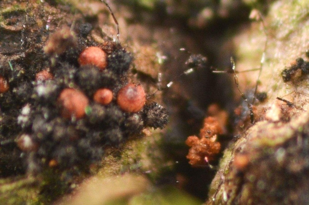 Wentiomyces sp.