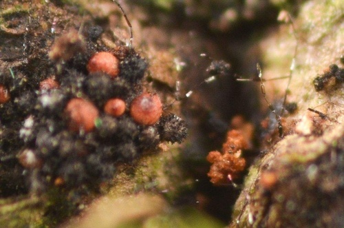 Wentiomyces sp.