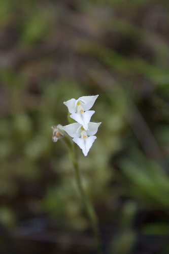 Ponthieva ventricosa