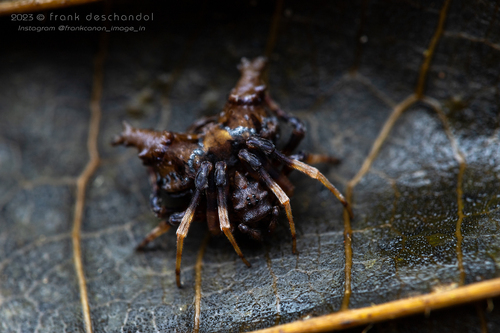 Acantharachne cornuta