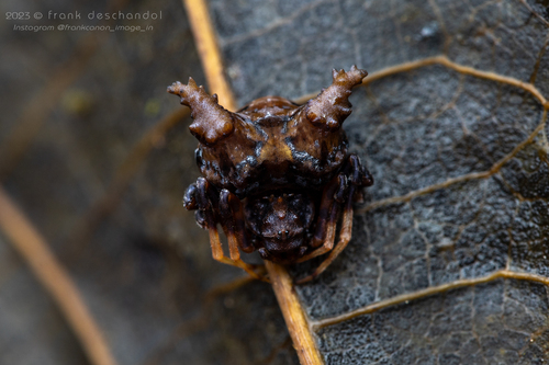 Acantharachne cornuta