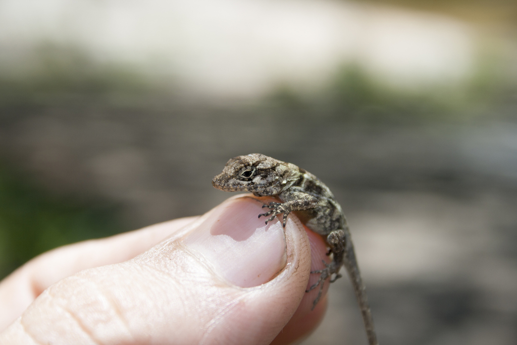 Strahm's Anole in February 2009 by Porlanaturaleza · iNaturalist