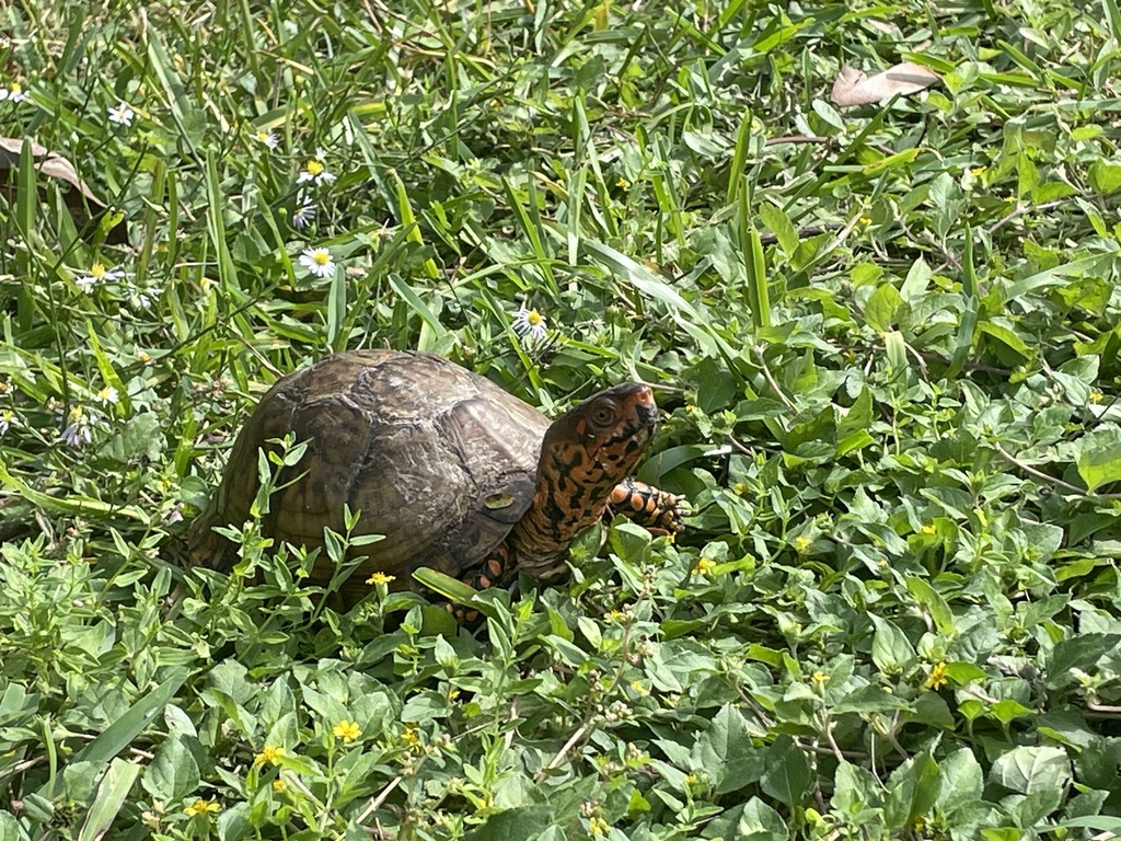 Three-toed Box Turtle in October 2023 by Cole Burrow · iNaturalist