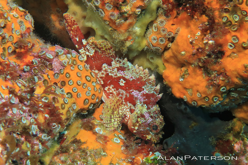 Southern Red Scorpionfish