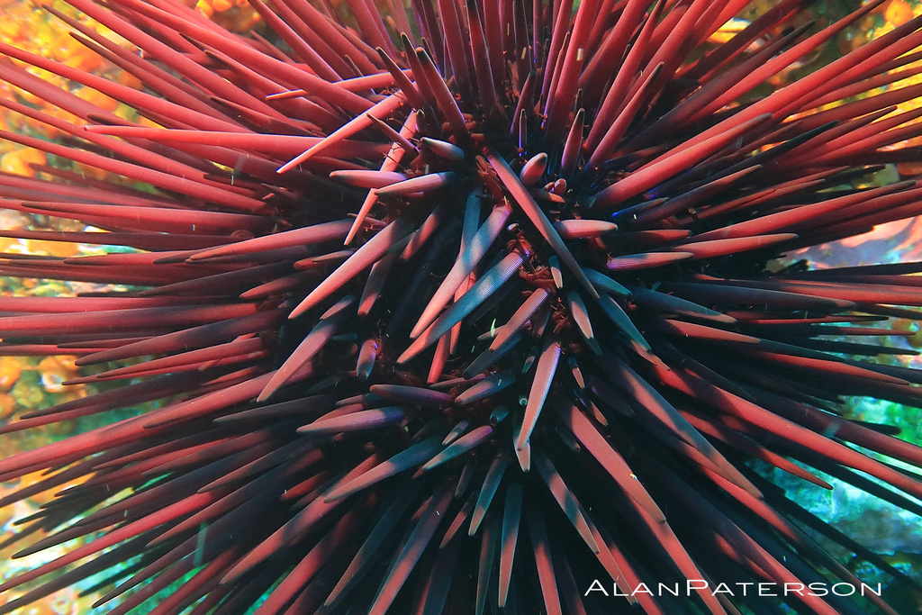 Long-spined Sea Urchin