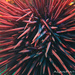 Long-spined Sea Urchin - Photo (c) Albeer, all rights reserved, uploaded by Albeer