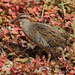 New Zealand Buff-banded Rail - Photo (c) Albeer, all rights reserved, uploaded by Albeer
