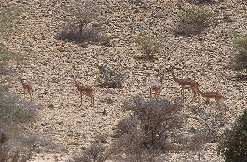 Northern Gerenuk