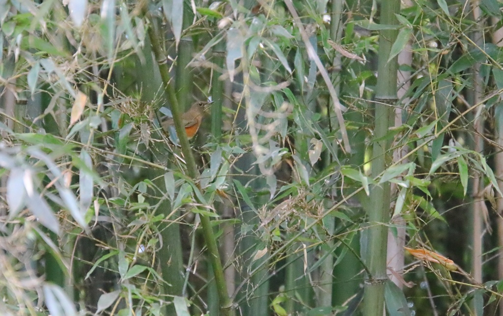 Turdus chrysolaus chrysolaus from Yoshikawa, Yasu, Shiga 5240201