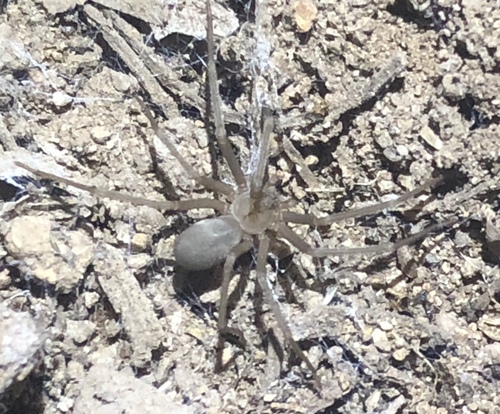 Apache Recluse