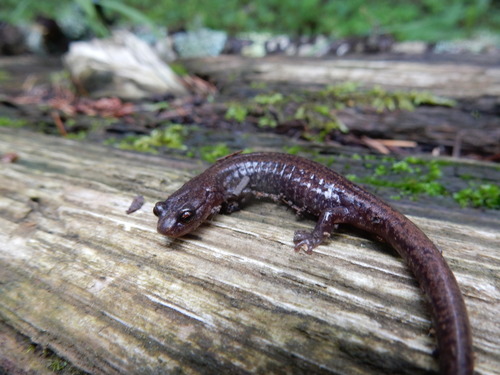 Sacramento Mountain Salamander