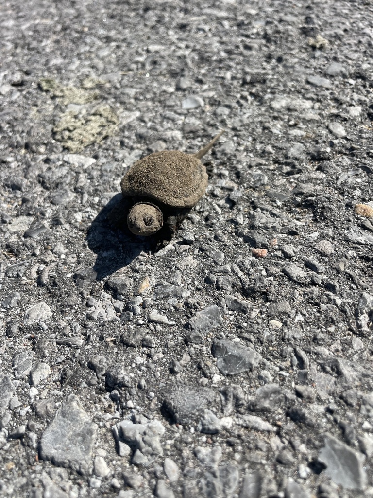 Common Snapping Turtle from Cassels St, Ottawa, ON, CA on August 28 ...