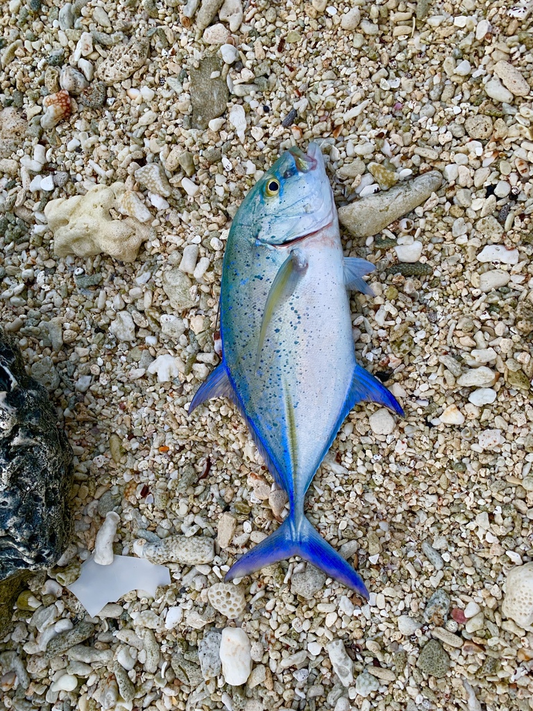 Bluefin Trevally