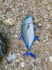 Bluefin Trevally