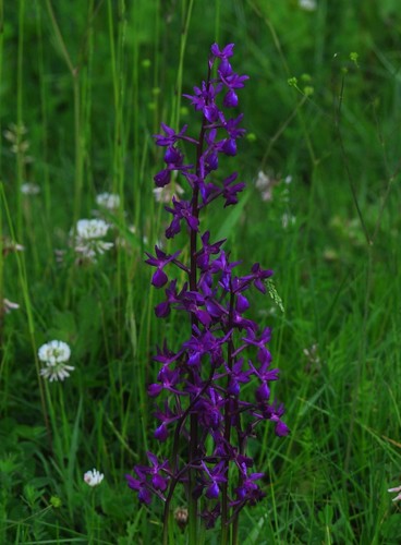 Subspecies Anacamptis laxiflora laxiflora · iNaturalist United Kingdom