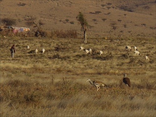 Northern Kori Bustard