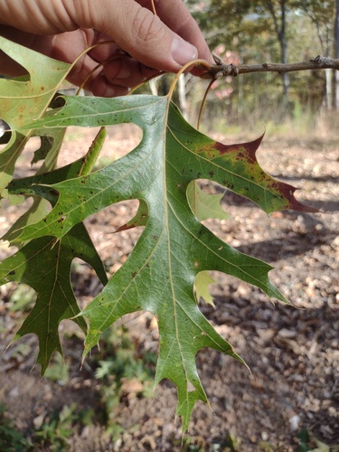 Quercus X fontana