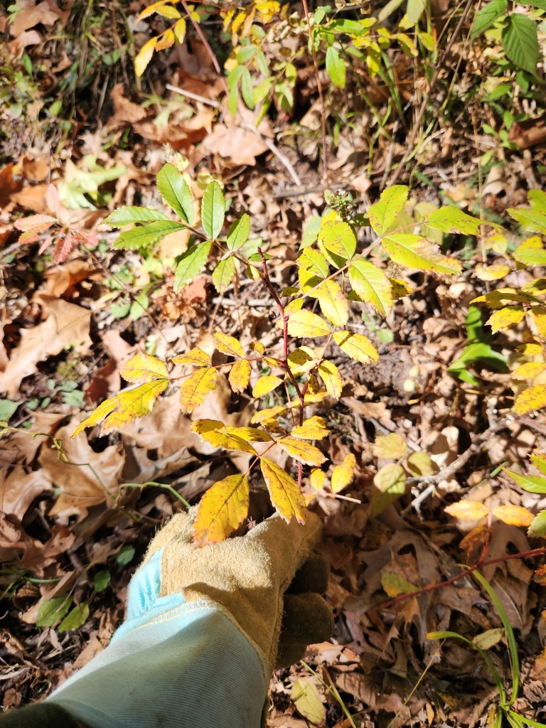 brambles, roses, strawberries, and allies from Berry, WI, USA on