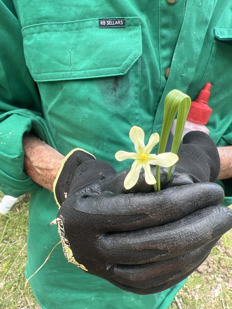 irises and allies from Mulgoa, NSW, AU on October 28, 2023 at 1213 PM