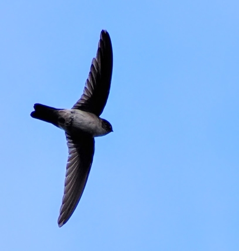 White-rumped Swiftlet