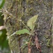Cyclopogon prasophyllum - Photo (c) dennis_medina, todos los derechos reservados, subido por dennis_medina