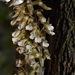 Cyclopogon prasophyllus - Photo (c) dennis_medina, todos los derechos reservados, subido por dennis_medina