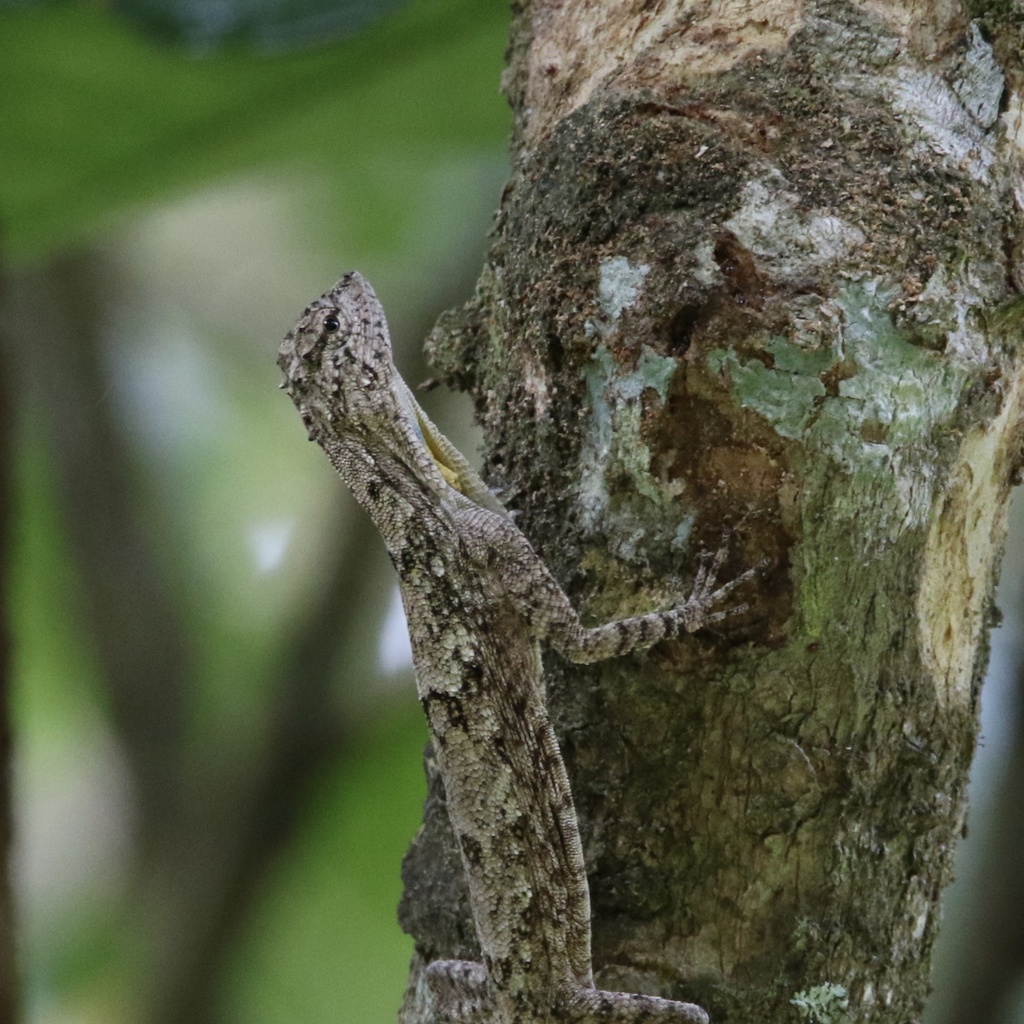 Orange-winged Flying Lizard from 4, อ.นาโยง, จ.ตรัง, TH on October 28 ...