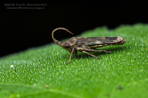 Wolfella evansi