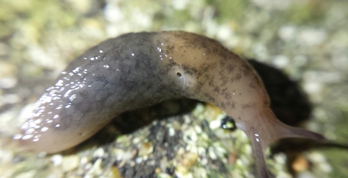 Chestnut Slug