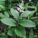 Maianthemum japonicum - Photo (c) snv2, todos los derechos reservados, subido por snv2