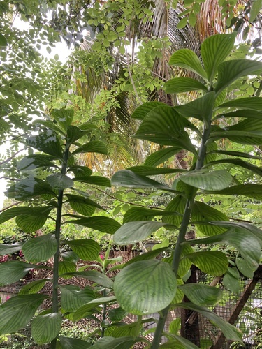 Euphorbia pereskiifolia