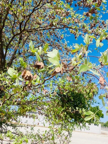 silver terminalia