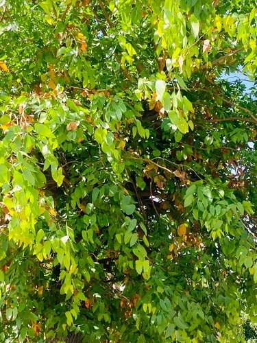 Mopane