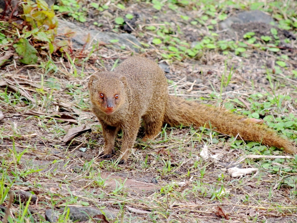 Small Indian Mongoose (Urva auropunctata) · iNaturalist