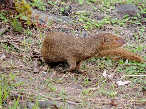 Small Indian Mongoose