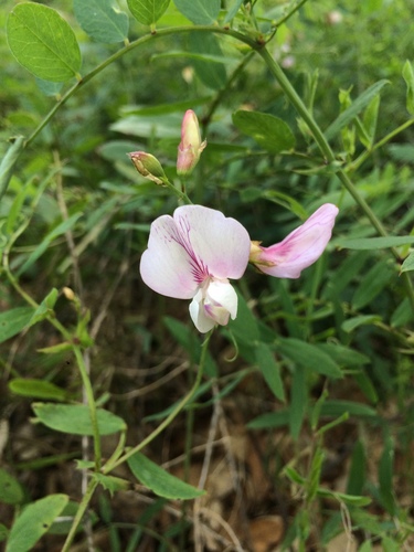 iNaturalist observation photo of sweet peas and vetchlings