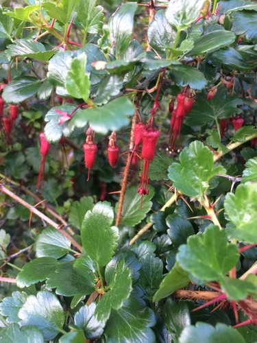 iNaturalist observation photo of Fuchsiaflower Gooseberry