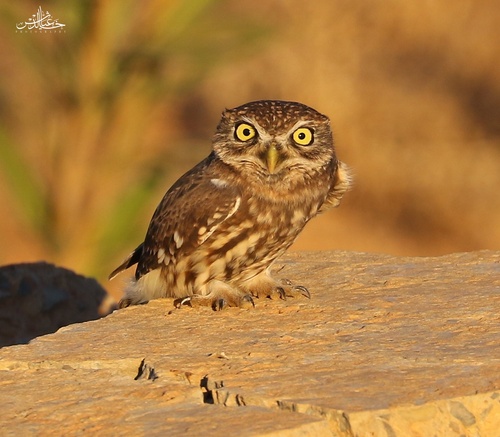 Little Owl