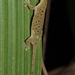 Dwarf Bronze Gecko - Photo (c) Robin Duborget, all rights reserved, uploaded by Duborget Robin