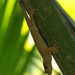 Giant Bronze Gecko - Photo (c) Robin Duborget, all rights reserved, uploaded by Robin Duborget