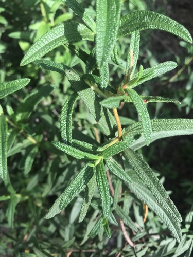 Montpellier Cistus